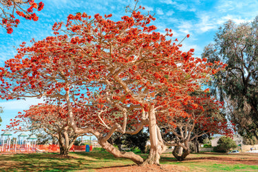 10 RED SILK COTTON Tree Bombax Ceiba Kapok Tropical Flower Seeds